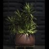Titano-125 bronz