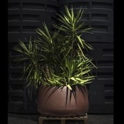 Titano-125 bronz