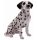 Dalmata