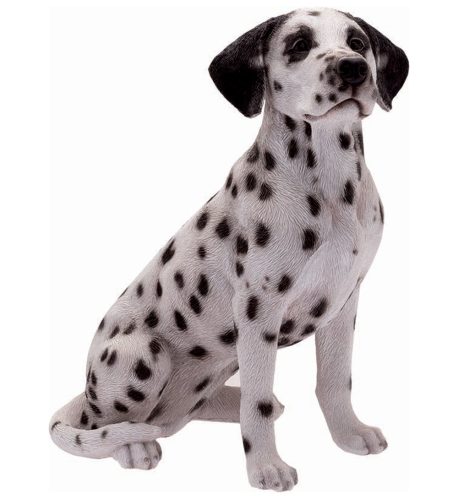 Dalmata