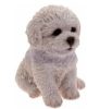 Bichon Frise