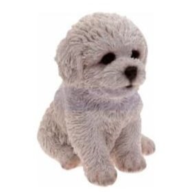 Bichon Frise