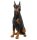 Dobermann
