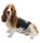 Basset