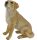 Labrador
